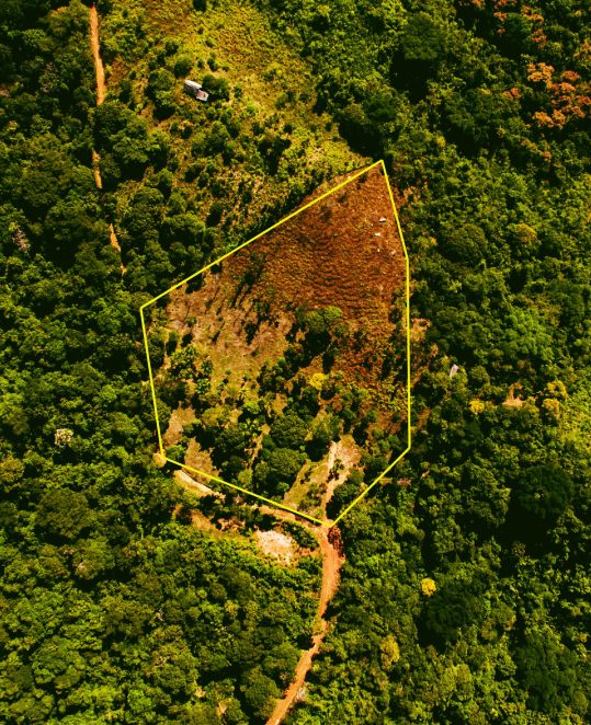 Palmiche